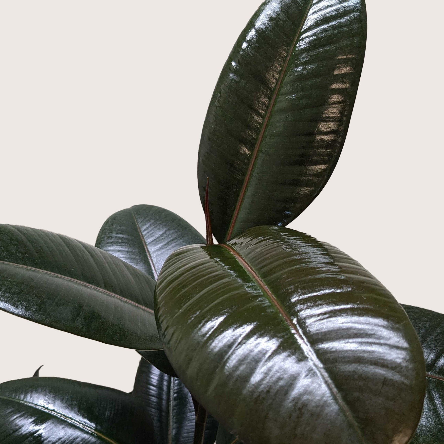 Ficus Elastica Burgundy rubber plant with glossy leaves and burgundy midrib on Tampa Home & Garden Store