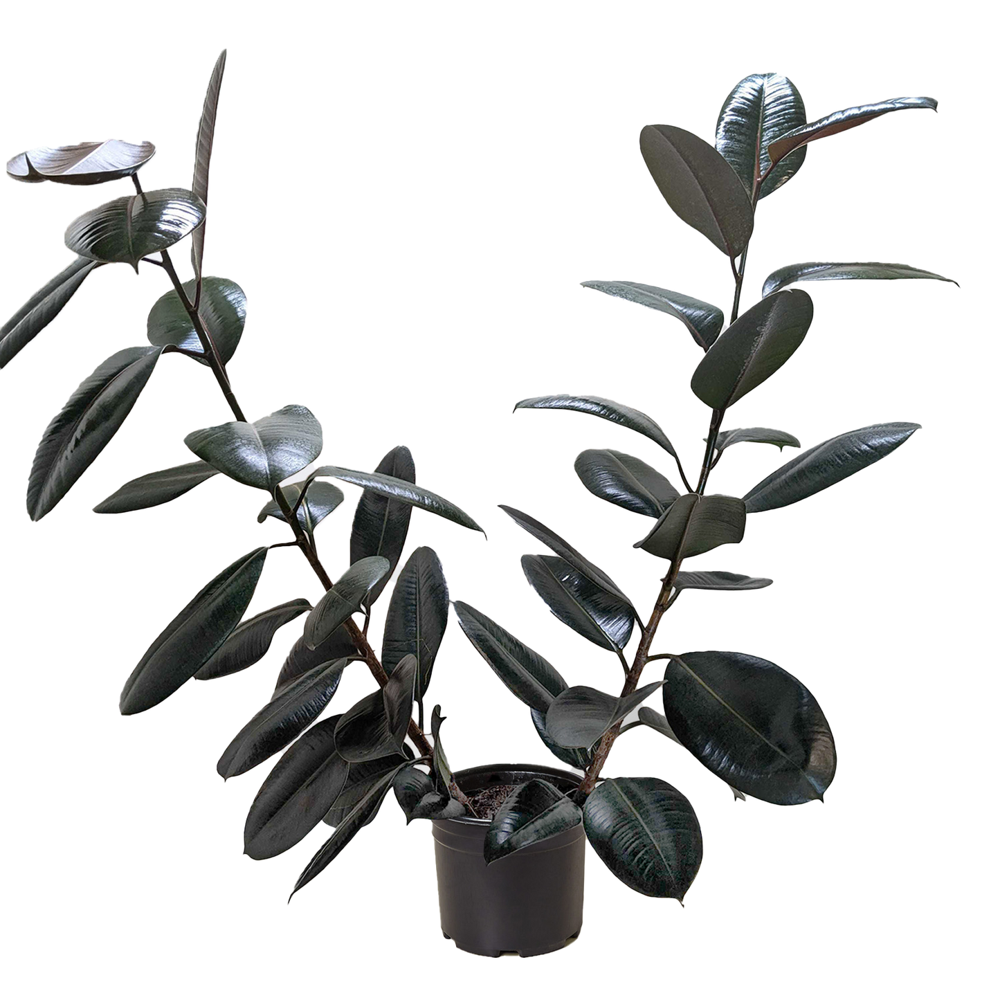 Ficus Elastica Burgundy plant from Rooted Treasures Farms with glossy dark leaves in a black pot on Tampa Home & Garden Store
