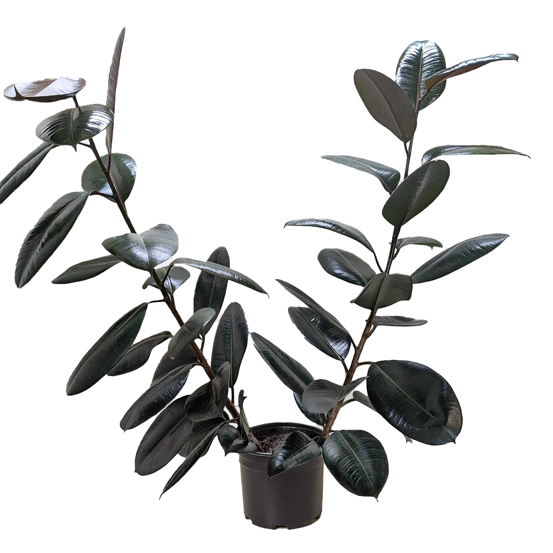 Ficus Elastica Burgundy plant from Rooted Treasures Farms with glossy dark leaves in a black pot on Tampa Home & Garden Store