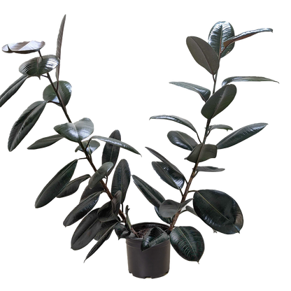 Ficus Elastica Burgundy plant from Rooted Treasures Farms with glossy dark leaves in a black pot on Tampa Home & Garden Store