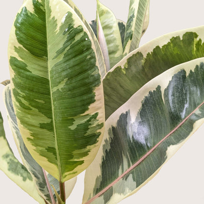 Ficus Elastica Tineke rubber plant leaves green with cream margins Rooted Treasures Farms on Tampa Home & Garden Store