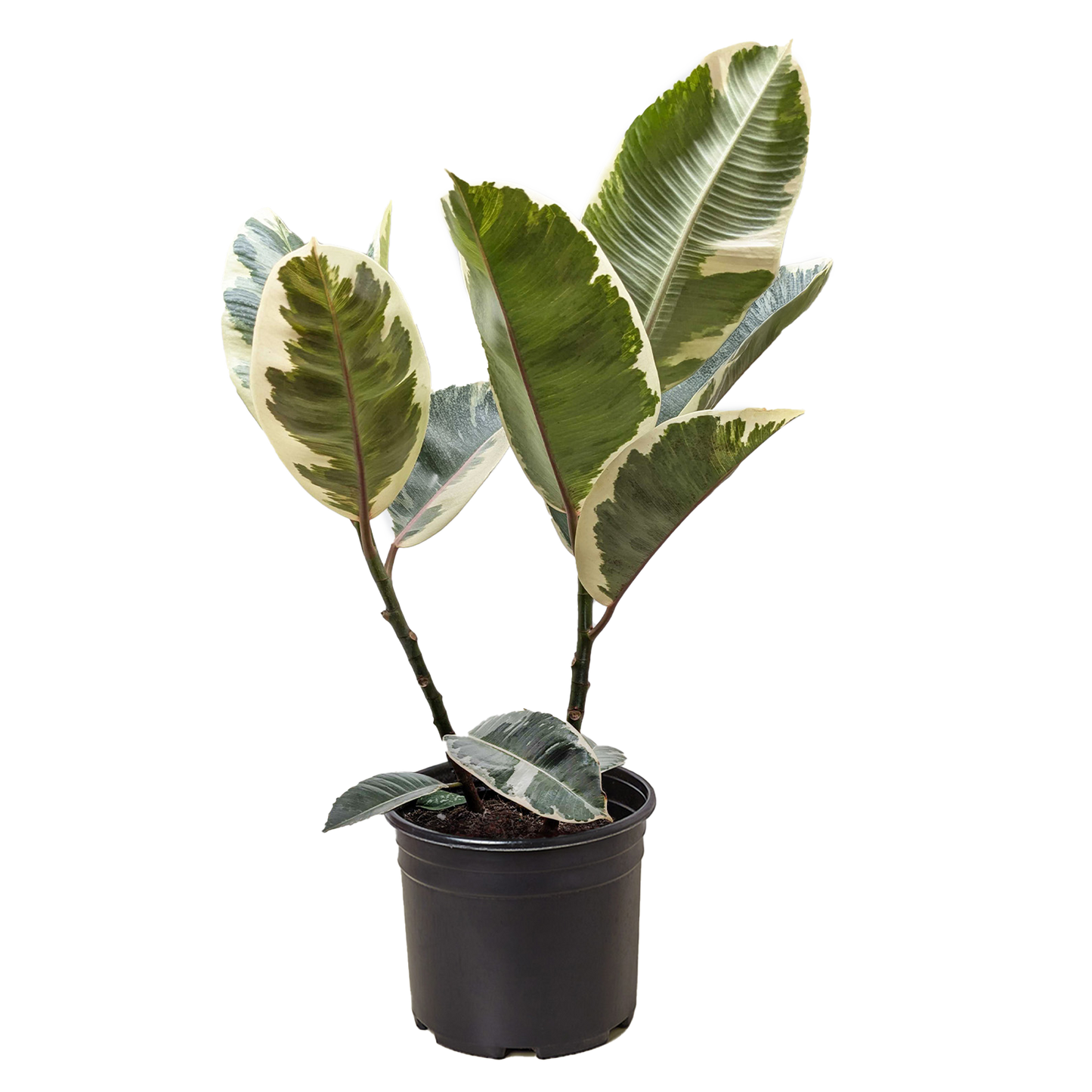 Ficus Elastica Tineke rubber plant with variegated green-cream leaves in a black pot on Tampa Home & Garden Store