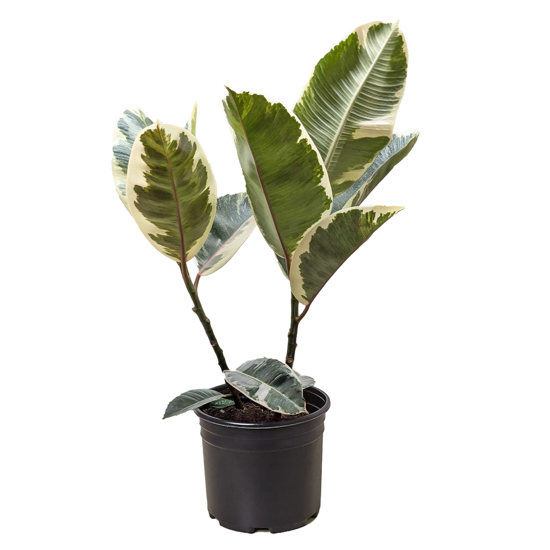 Ficus Elastica Tineke rubber plant with variegated green-cream leaves in a black pot on Tampa Home & Garden Store