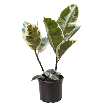 Ficus Elastica Tineke rubber plant with variegated green-cream leaves in a black pot on Tampa Home & Garden Store