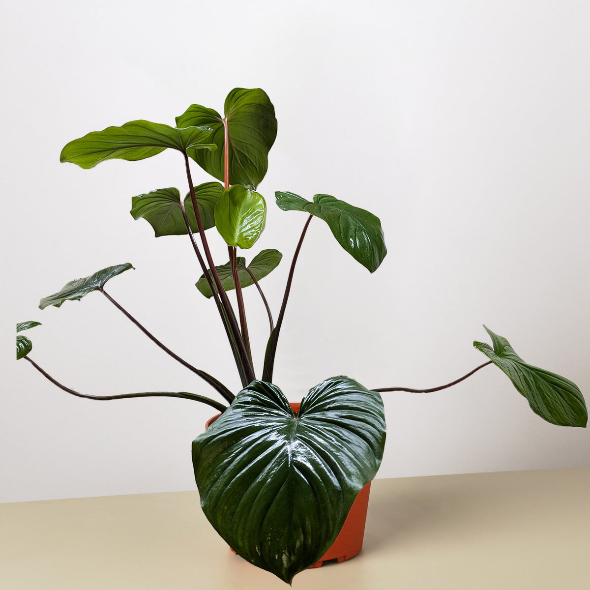 Homalomena 'Emerald Gem' potted plant with glossy green leaves House Plant Shop on Tampa Home & Garden Store