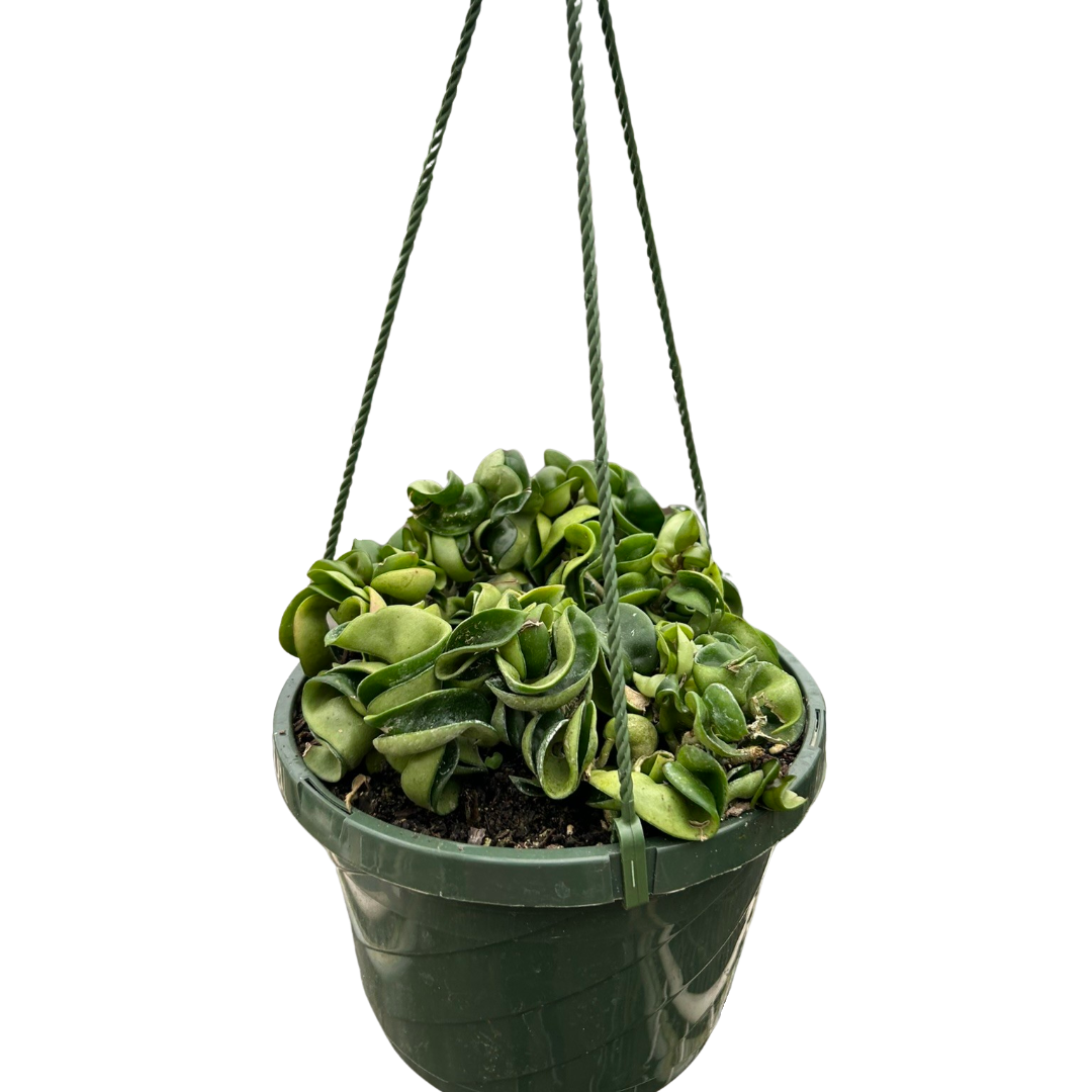 Hoya Rope Plant 4-inch hanging plant with curling green leaves on Tampa Home & Garden Store
