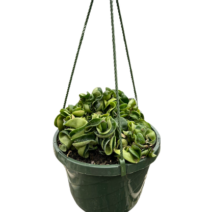 Hoya Rope Plant 4-inch hanging plant with curling green leaves on Tampa Home & Garden Store