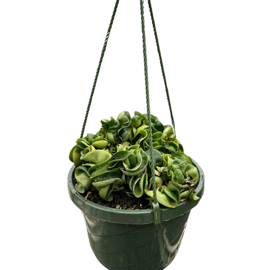 Hoya Rope Plant 4-inch hanging plant with curling green leaves on Tampa Home & Garden Store