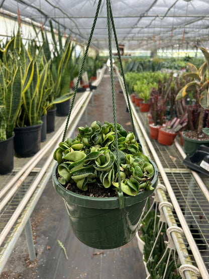 Hoya Rope Plant 4-inch hanging plant Rooted Treasures Farms in green pot on Tampa Home & Garden Store
