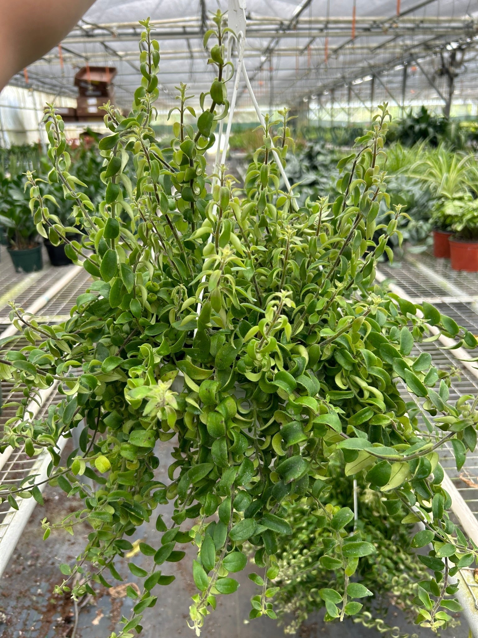 Curly Lipstick Plant green leaves in hanging pot, indoor potted houseplant House Plant Shop on Tampa Home & Garden Store