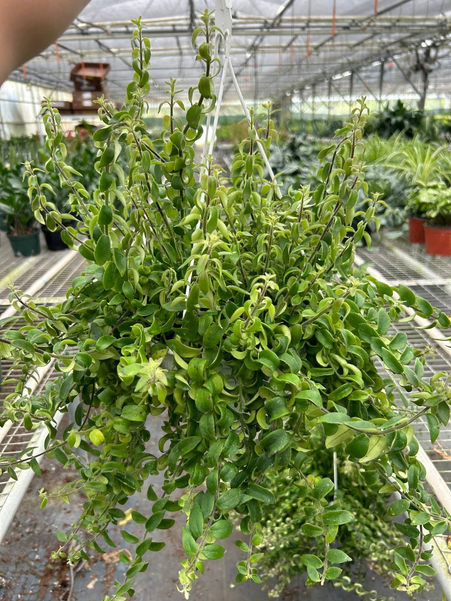 Curly Lipstick Plant indoor plant in hanging basket with trailing green leaves Rooted Treasures Farms on Tampa Home & Garden Store