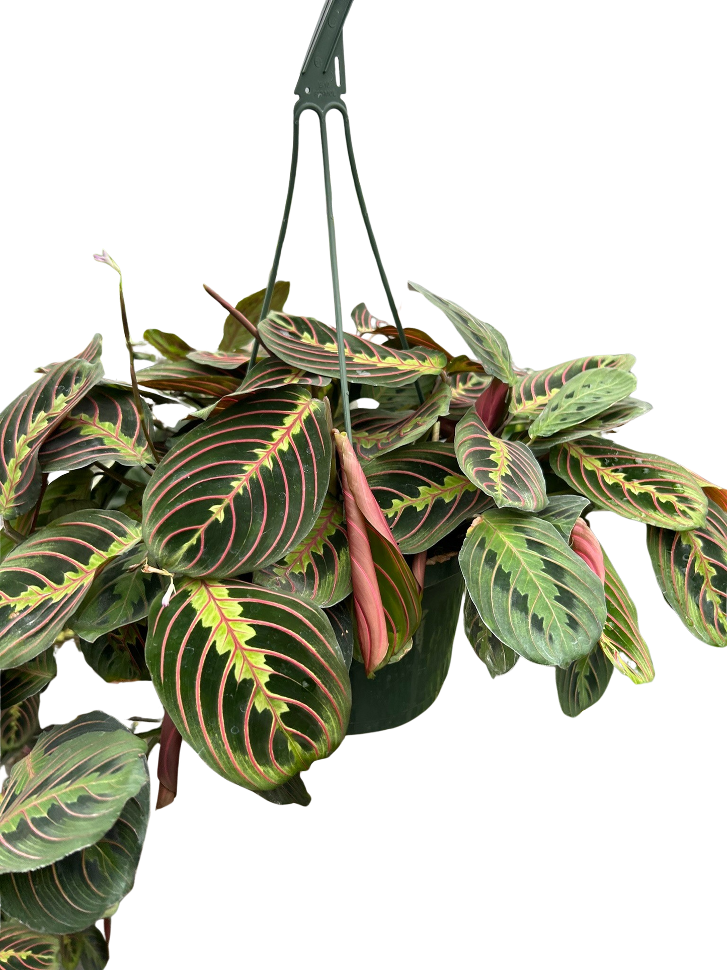 Maranta Red Prayer plant in hanging pot with green leaves and pink veins, Rooted Treasures Farms on Tampa Home & Garden Store