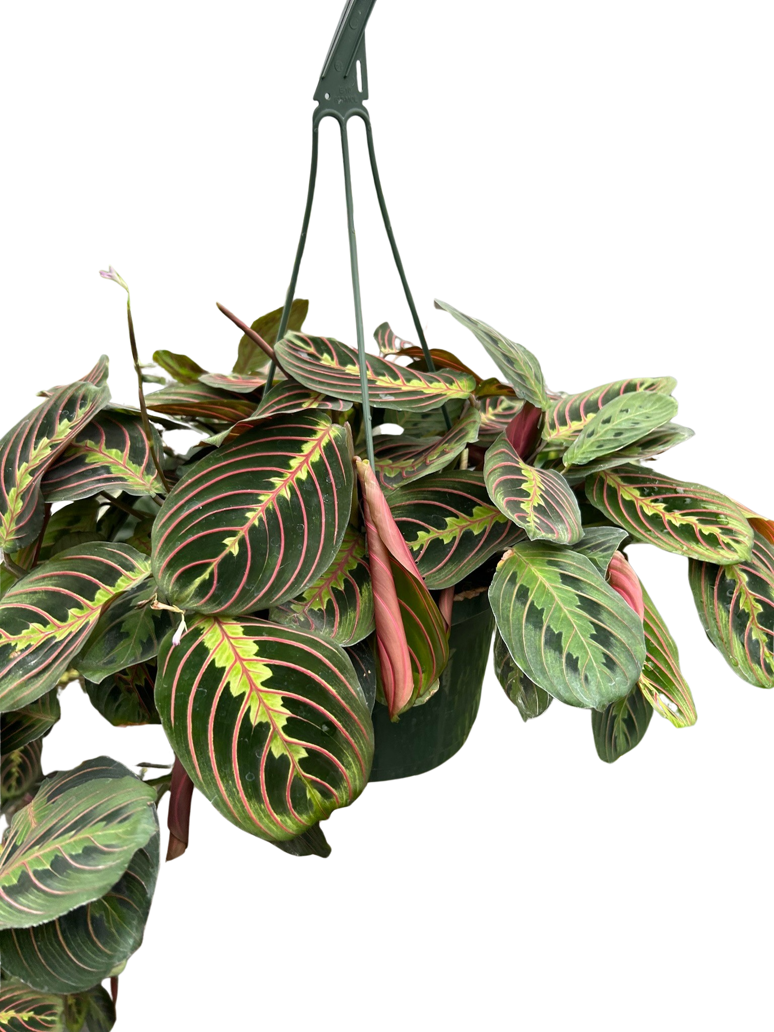 Maranta Red Prayer plant in hanging pot with green leaves and pink veins, Rooted Treasures Farms on Tampa Home & Garden Store