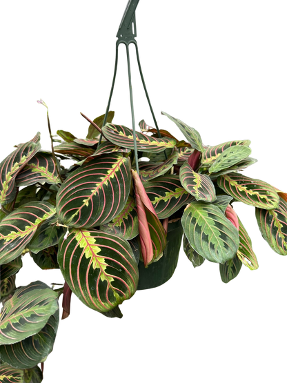 Maranta Red Prayer plant in hanging pot with green leaves and pink veins, Rooted Treasures Farms on Tampa Home & Garden Store