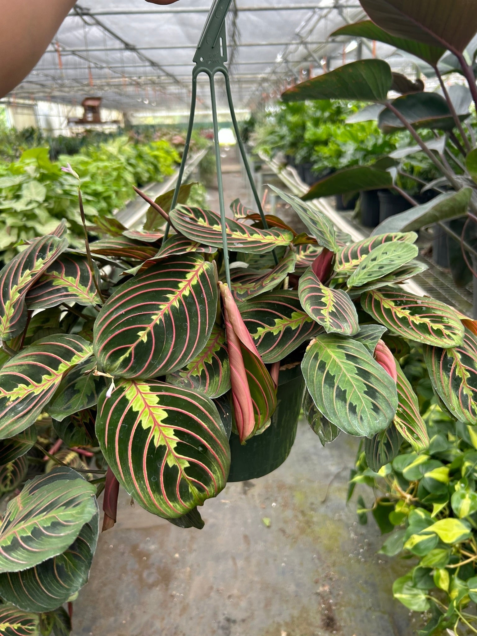 Maranta Red Prayer plant with pink-veined leaves in hanging basket Rooted Treasures Farms on Tampa Home & Garden Store