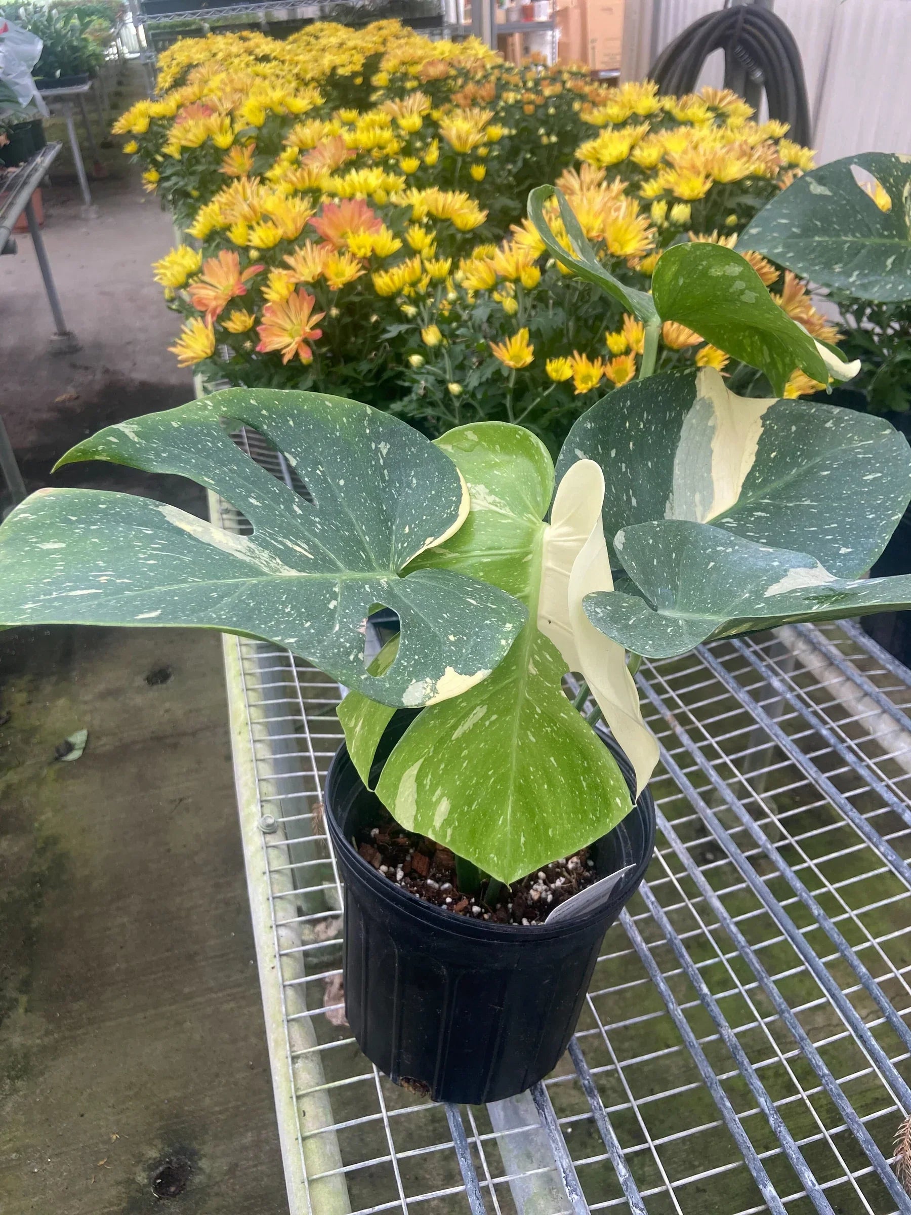 Monstera Thai Constellation potted houseplant, variegated leaves, Rooted Treasures Farms on Tampa Home & Garden Store