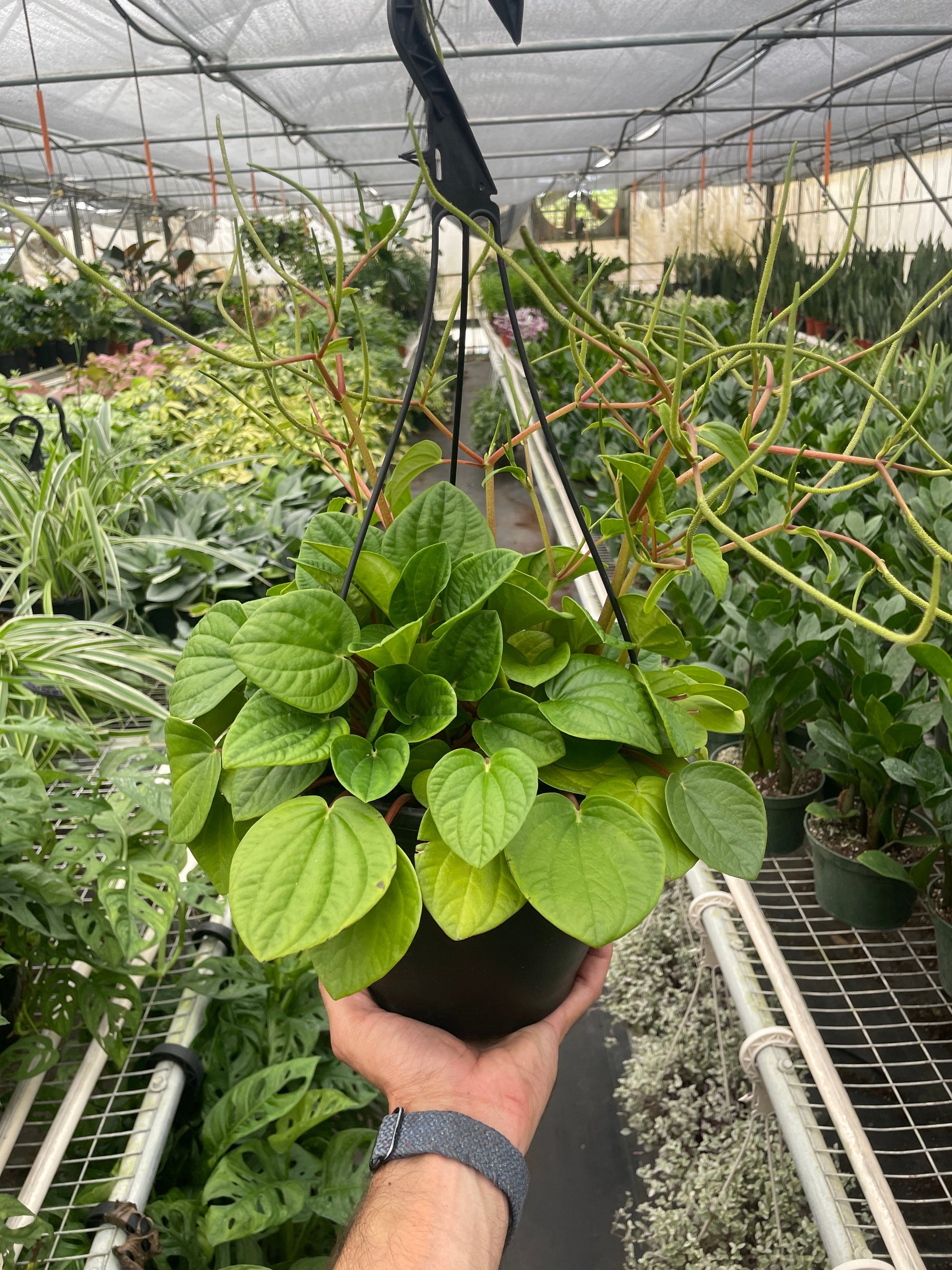 Peperomia Rana Verde indoor plant by Rooted Treasures Farms with trailing leaves on Tampa Home & Garden Store