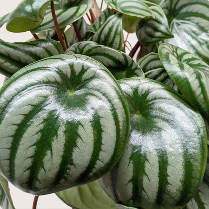 Peperomia Watermelon 4-inch plant, green leaves with silver stripes, Rooted Treasures Farms on Tampa Home & Garden Store