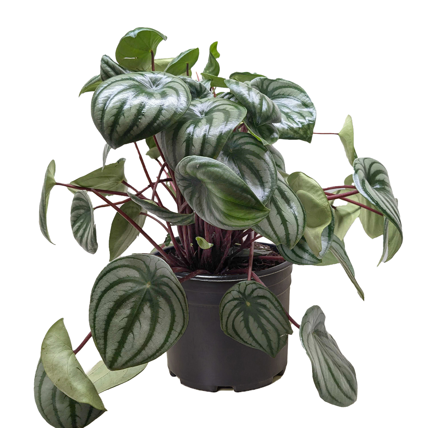 Peperomia Watermelon 4in plant with glossy green leaves and silver marbling, red stems on Tampa Home & Garden Store
