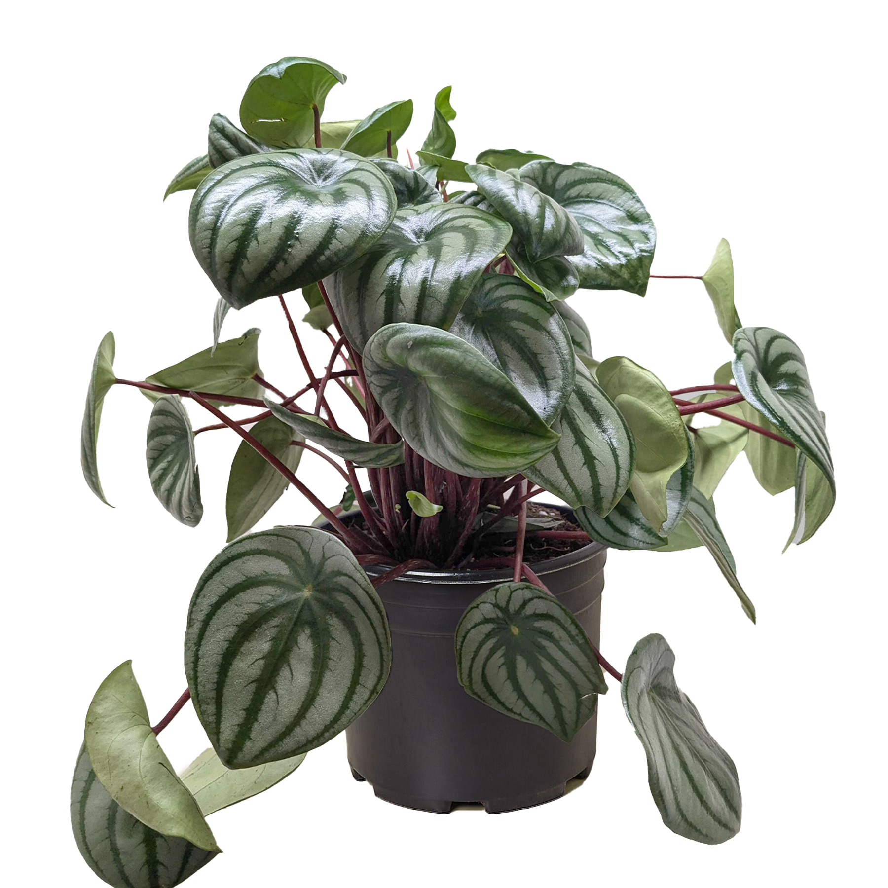 Peperomia Watermelon 4in plant with glossy green leaves and silver marbling, red stems on Tampa Home & Garden Store