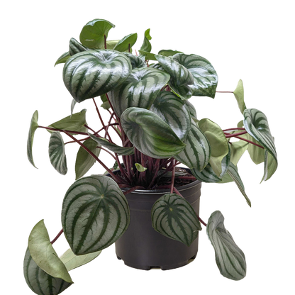 Peperomia Watermelon 4in plant with glossy green leaves and silver marbling, red stems on Tampa Home & Garden Store