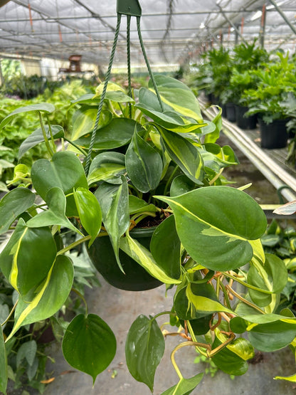Philodendron Brasil hanging plant with variegated green-yellow leaves Rooted Treasures Farms on Tampa Home & Garden Store