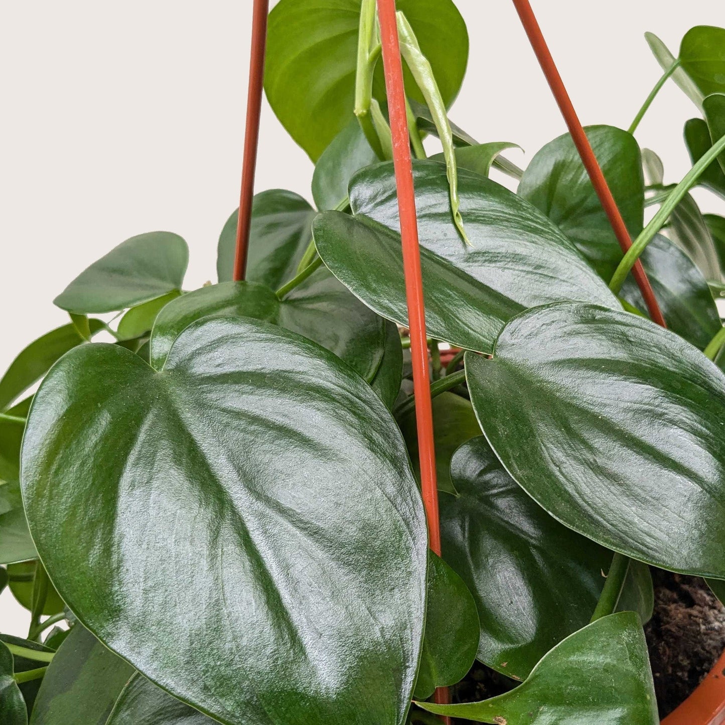 Philodendron Cordatum Heartleaf indoor plant glossy green heart-shaped leaves with red stake on Tampa Home & Garden Store