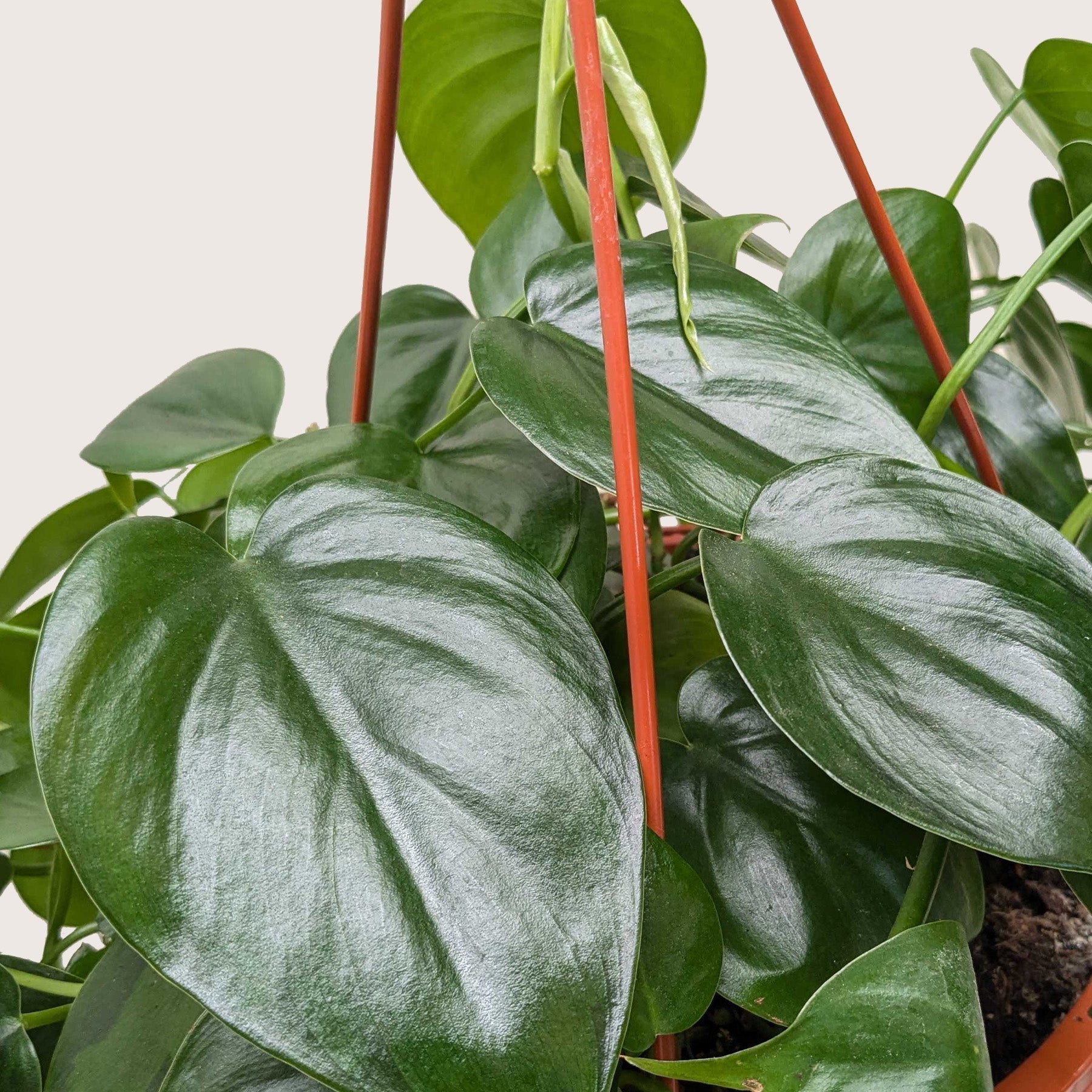Philodendron Cordatum Heartleaf indoor plant glossy green heart-shaped leaves with red stake on Tampa Home & Garden Store