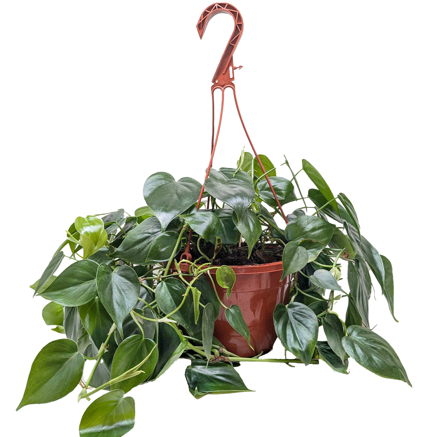 Philodendron Cordatum Heartleaf indoor plant in a terracotta pot with a red metal hanger on Tampa Home & Garden Store