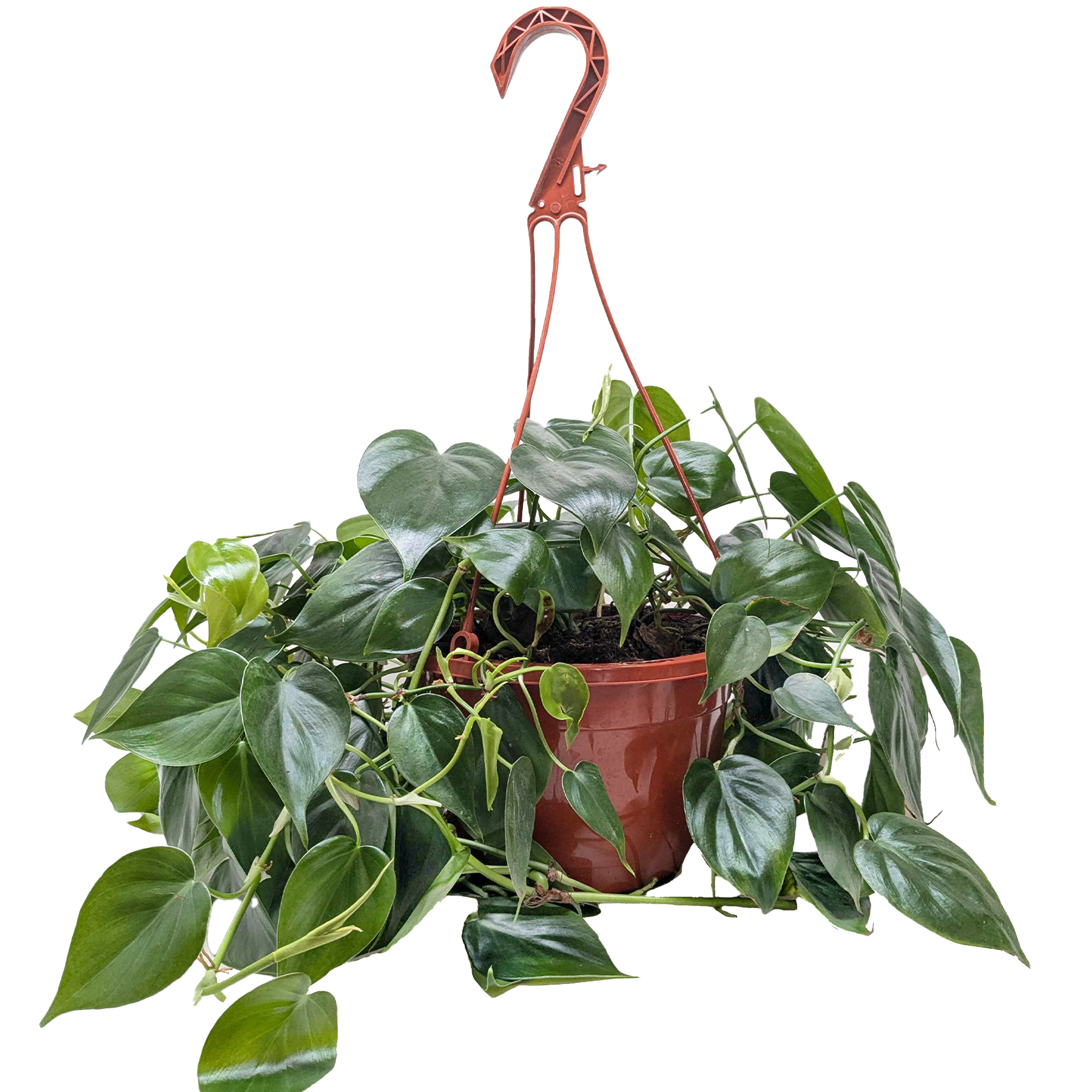 Philodendron Cordatum Heartleaf indoor plant in a terracotta pot with a red metal hanger on Tampa Home & Garden Store