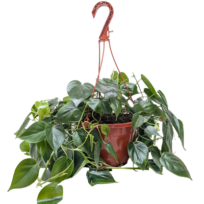 Philodendron Cordatum Heartleaf indoor plant in a terracotta pot with a red metal hanger on Tampa Home & Garden Store