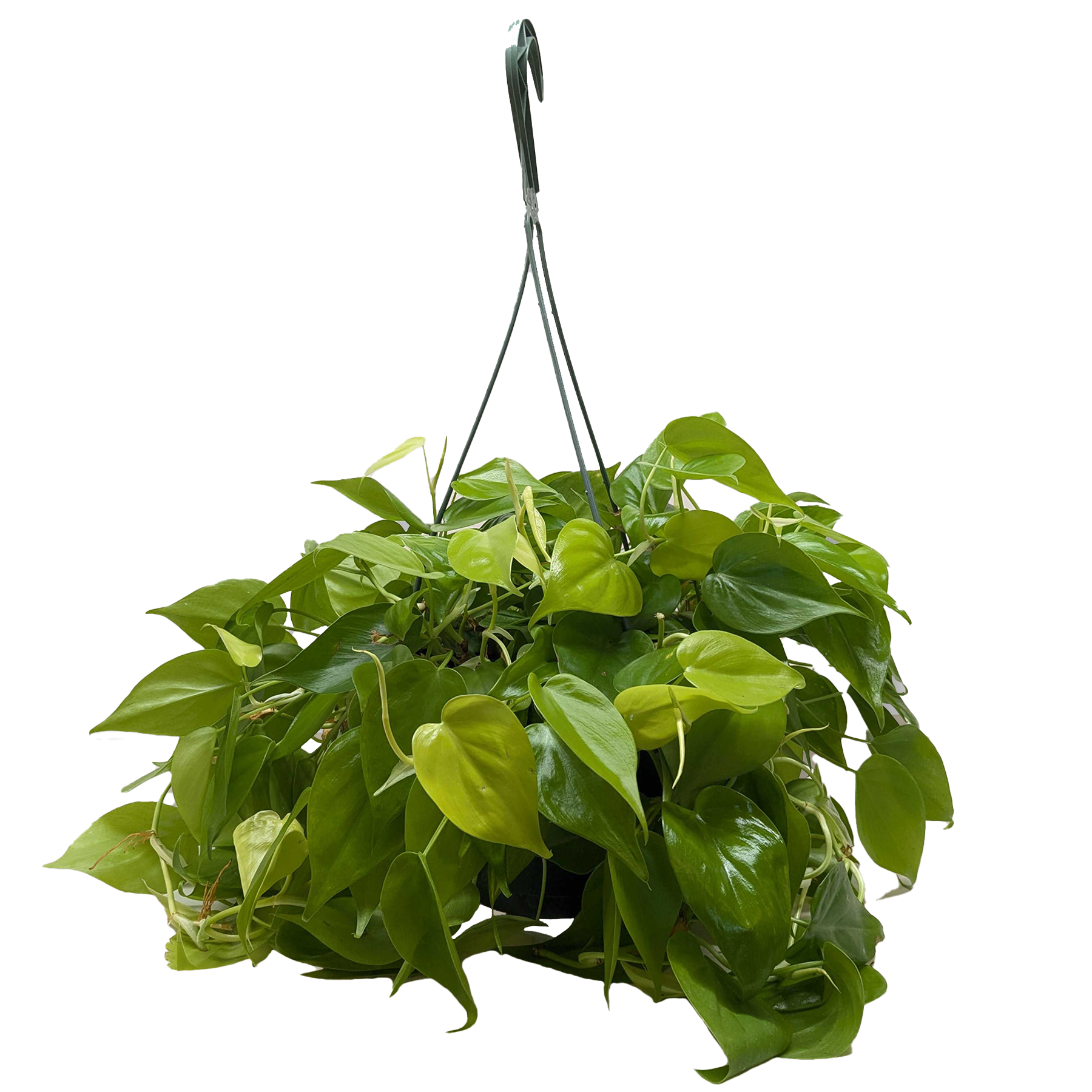 Philodendron Neon 4in plant by Rooted Treasures Farms with glossy green trailing leaves on Tampa Home & Garden Store