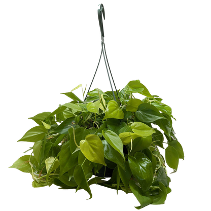 Philodendron Neon 4in plant by Rooted Treasures Farms with glossy green trailing leaves on Tampa Home & Garden Store