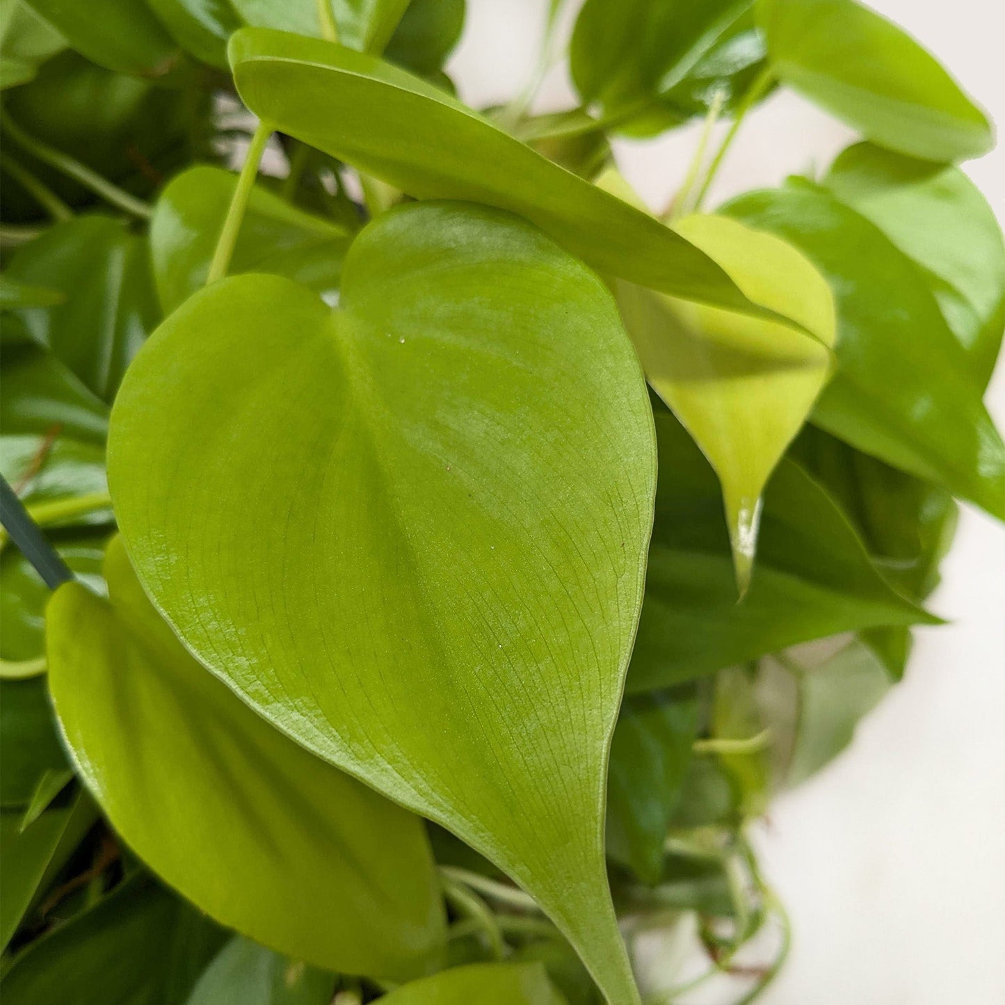 Philodendron Neon 4in plant with bright lime green glossy leaves Rooted Treasures Farms on Tampa Home & Garden Store