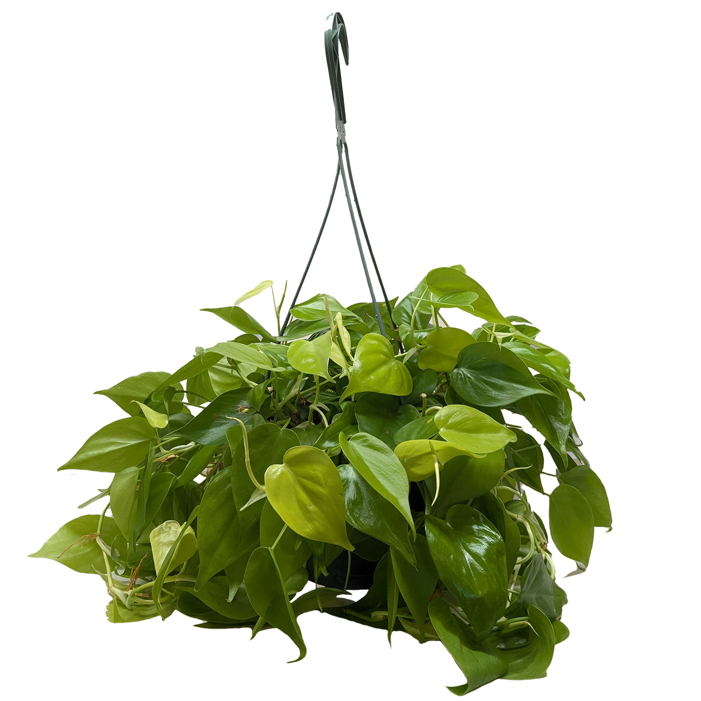 Philodendron Neon 4-inch plant with neon-green heart-shaped leaves Rooted Treasures Farms on Tampa Home & Garden Store