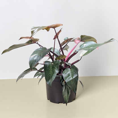 Philodendron Pink Princess plant with burgundy stems and pink leaves in a black pot on Tampa Home & Garden Store