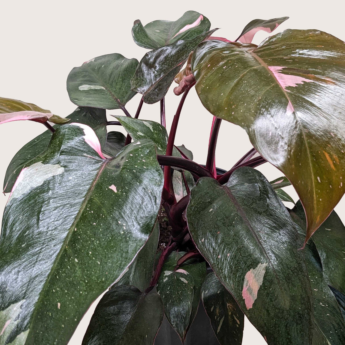 Philodendron Pink Princess plant with pink variegation, dark green leaves House Plant Shop on Tampa Home & Garden Store