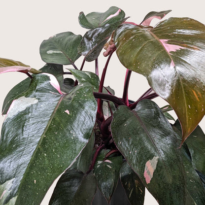 Philodendron Pink Princess plant with pink variegation, dark green leaves House Plant Shop on Tampa Home & Garden Store