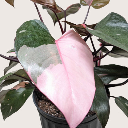 Philodendron Pink Princess indoor plant from House Plant Shop with pink variegated leaves and dark stems on Tampa Home & Garden Store