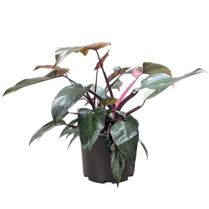 Philodendron 'Pink Princess'