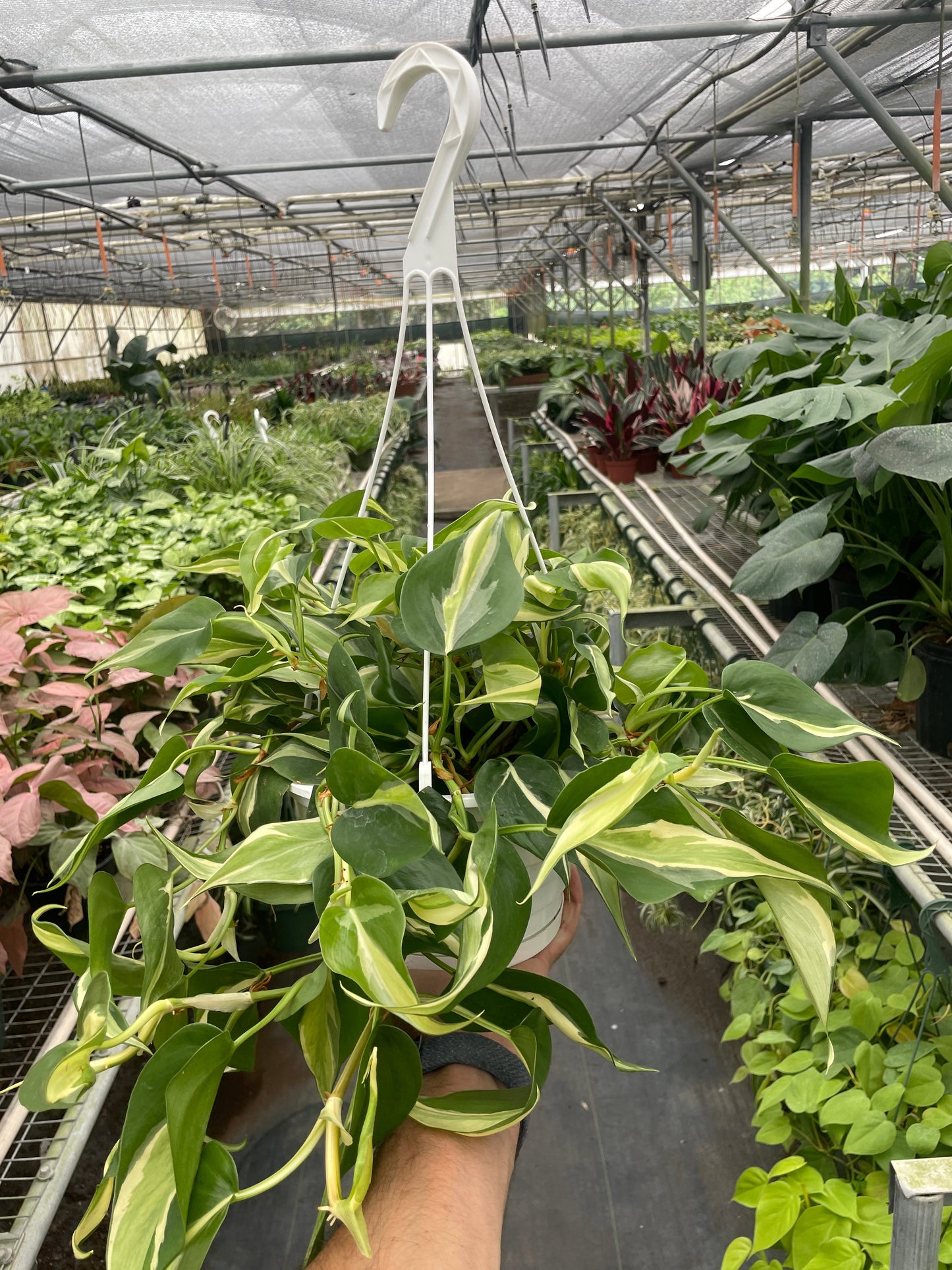 Philodendron Silver Stripe variegated indoor potted plant with cream leaves by Rooted Treasures Farms on Tampa Home & Garden Store
