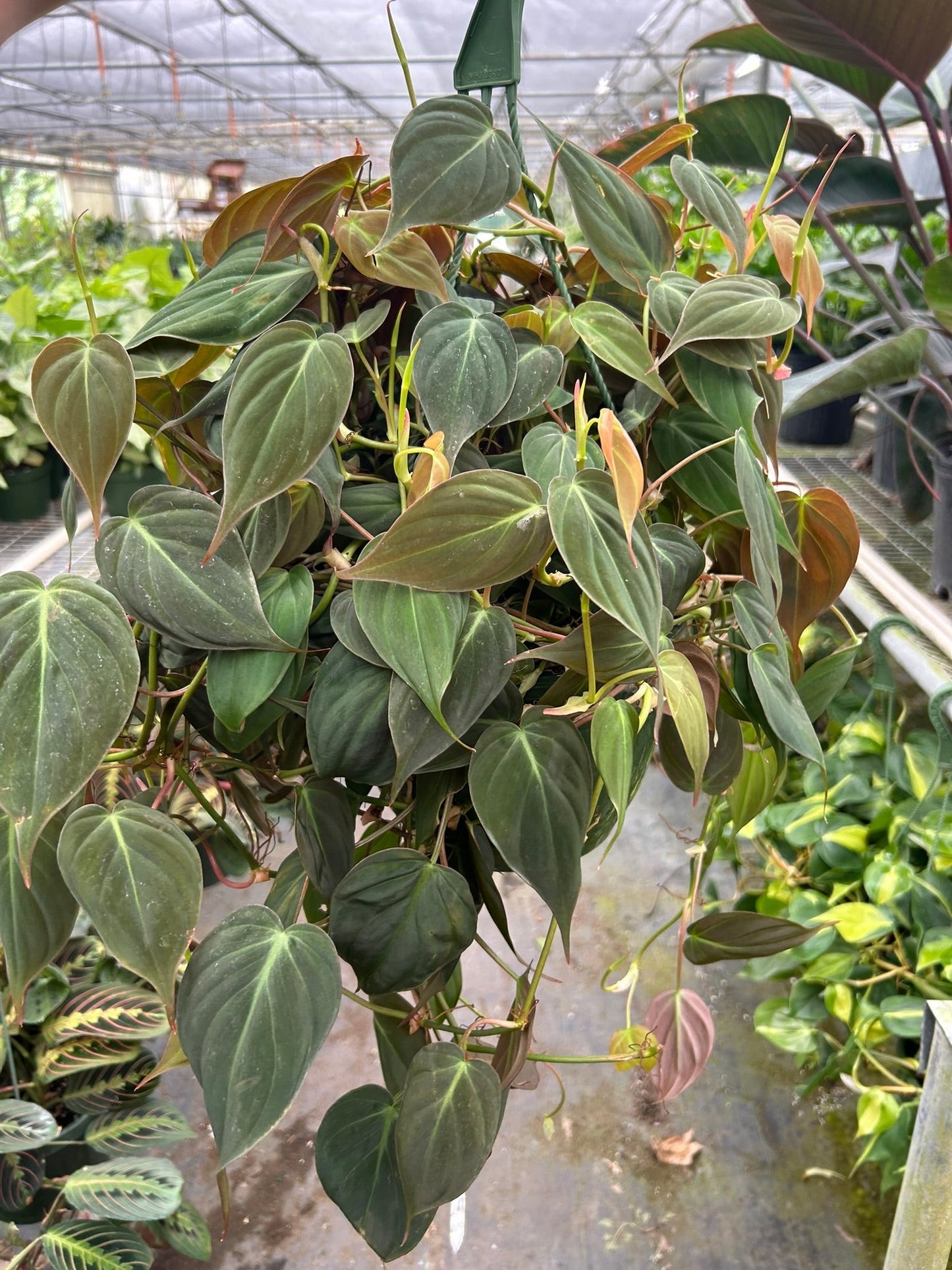 Philodendron Velvet 4-inch plant from Rooted Treasures Farms with dark velvet heart leaves on Tampa Home & Garden Store