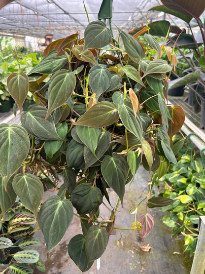 Philodendron Velvet 4-inch plant from Rooted Treasures Farms with dark velvet heart leaves on Tampa Home & Garden Store
