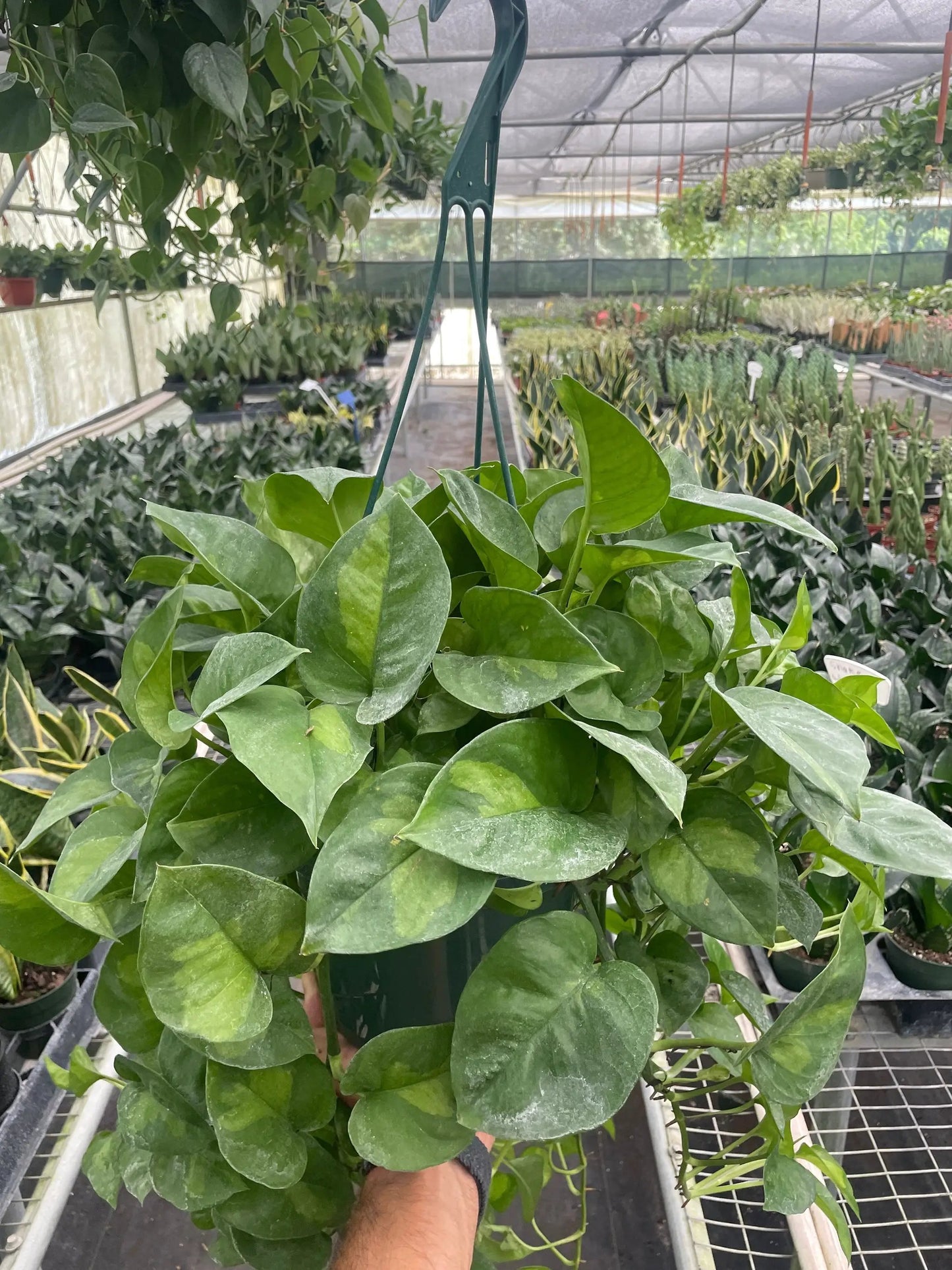 Pothos Global Green Plant with Variegated Leaves