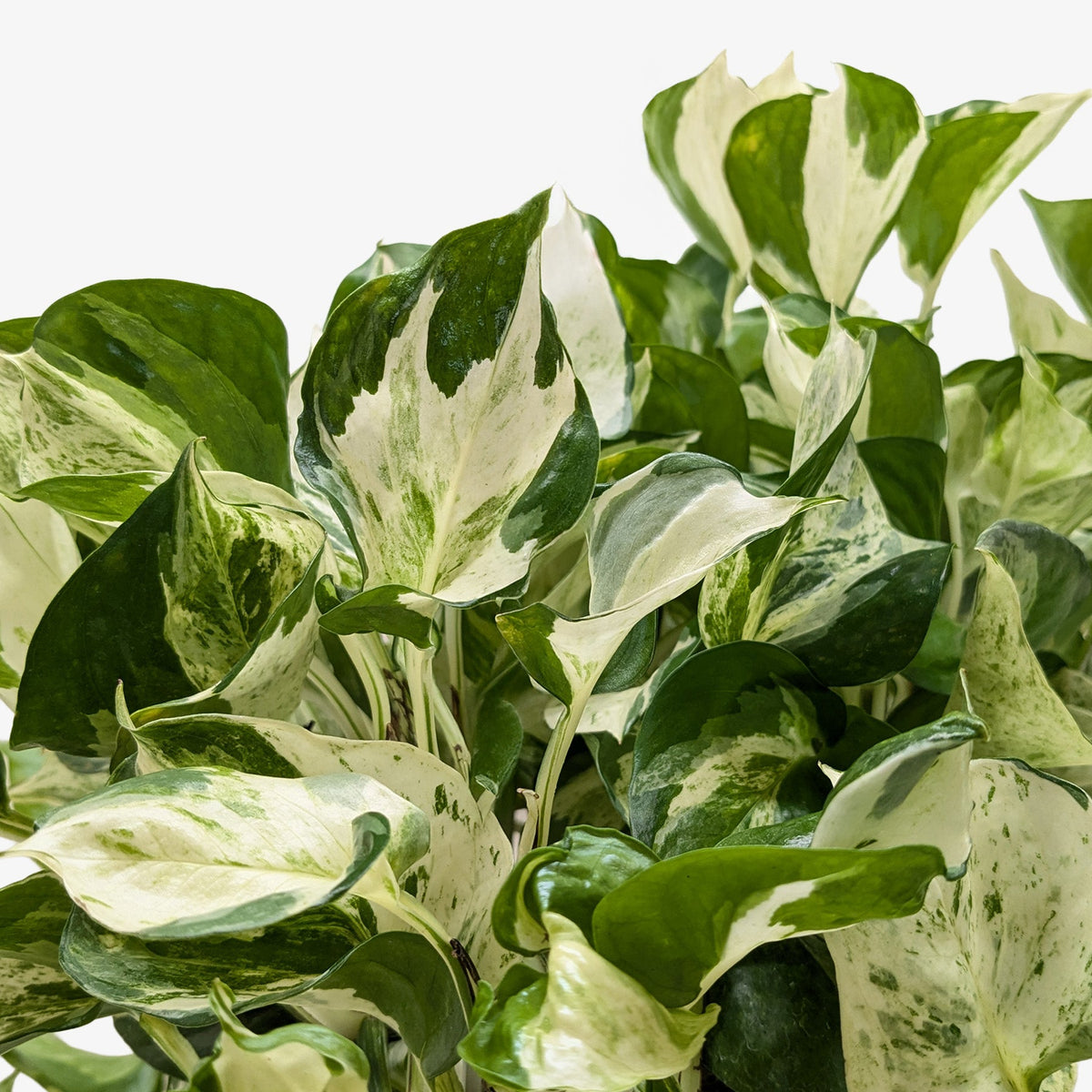 Pothos Manjula plant with variegated green and cream leaves, dense foliage on Tampa Home & Garden Store
