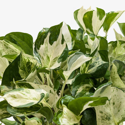 Pothos Manjula plant with variegated green and cream leaves, dense foliage on Tampa Home & Garden Store