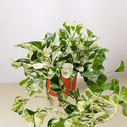 Pothos Manjula plant with variegated green and cream leaves in an orange pot on Tampa Home & Garden Store