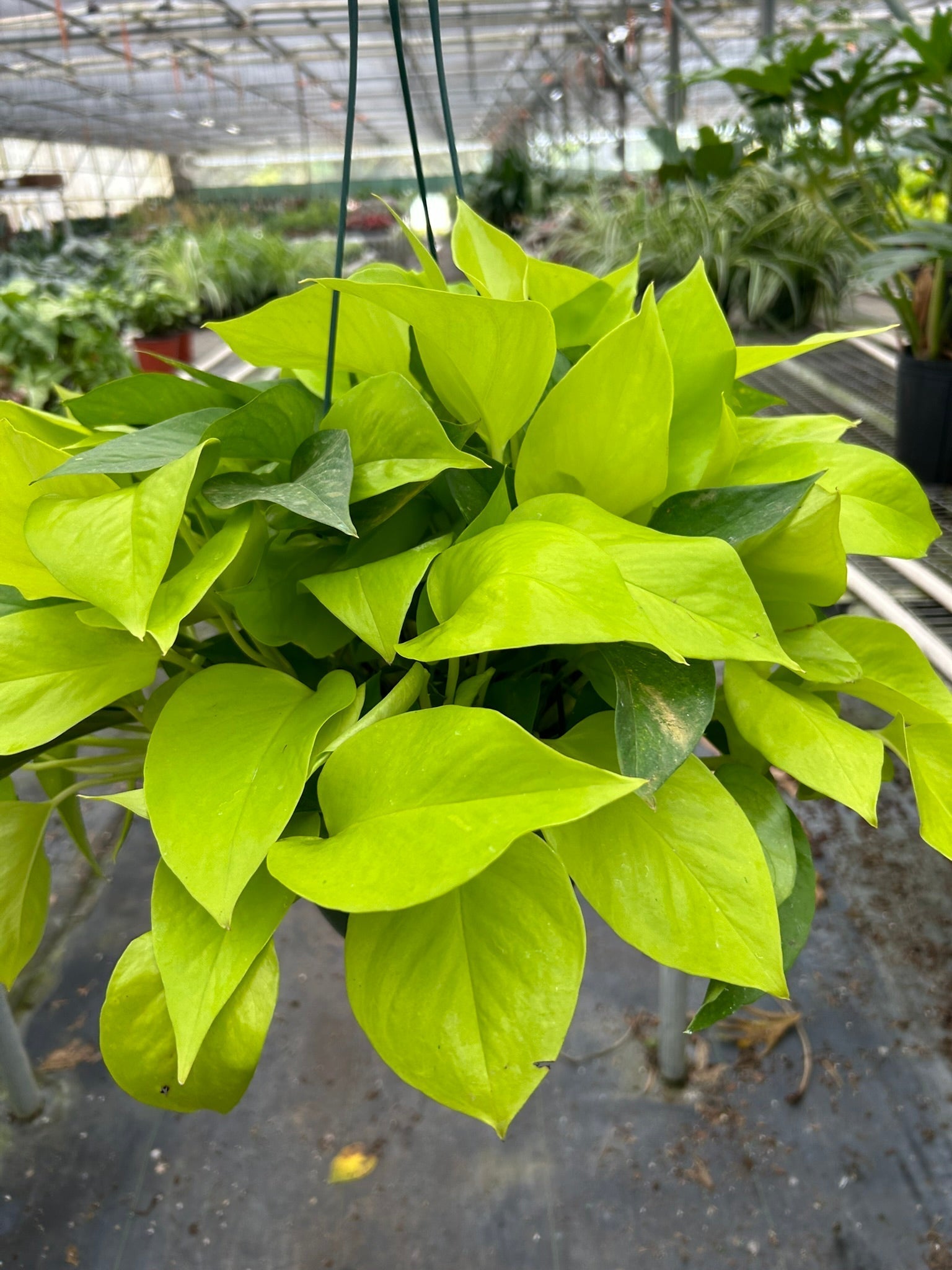 Pothos Neon indoor plant with bright lime leaves, Rooted Treasures Farms potted houseplant on Tampa Home & Garden Store