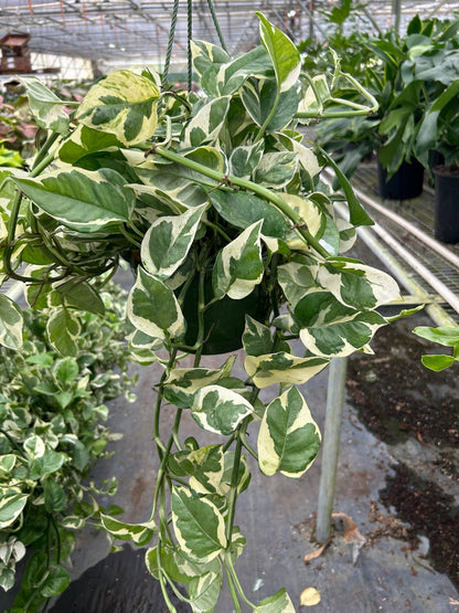 Pothos N'joy indoor plant variegated leaves trailing vines Rooted Treasures Farms on Tampa Home & Garden Store