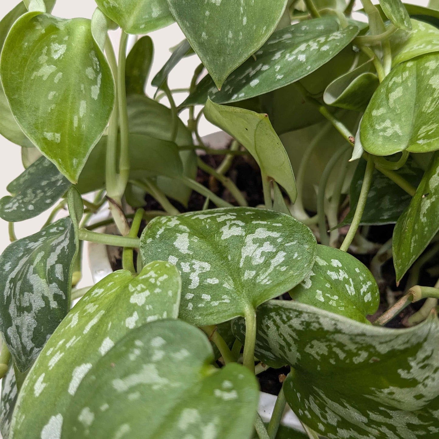 Pothos Satin indoor plant with green and silver variegation Rooted Treasures Farms on Tampa Home & Garden Store